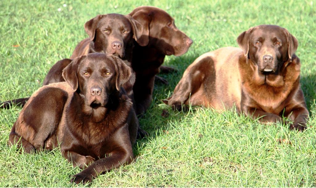 Gite Labradors De Bailly - Giverny Saint-Pierre-la-Garenne Eksteriør bilde